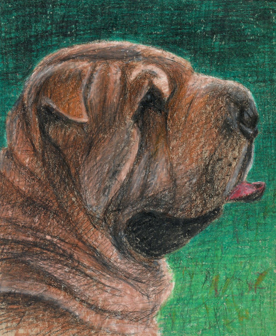 Shar Pei